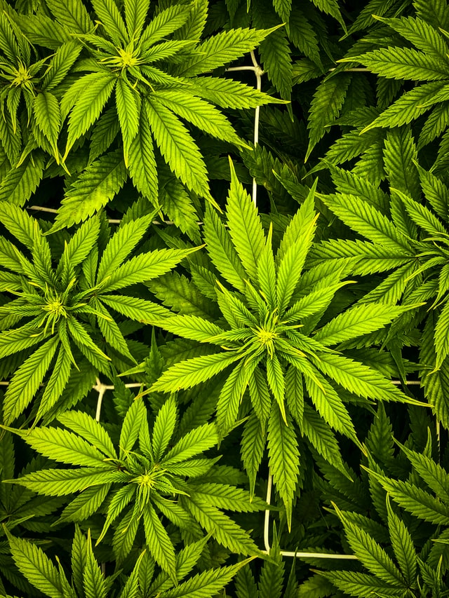 Fleurs de cannabis / CBD